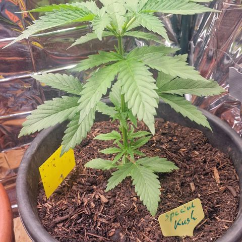 Special Kush #1 growlog timeline photo