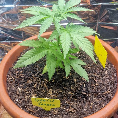 Special Queen #1 growlog timeline photo