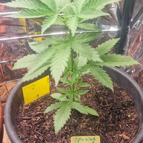 Special Kush #1 growlog timeline photo