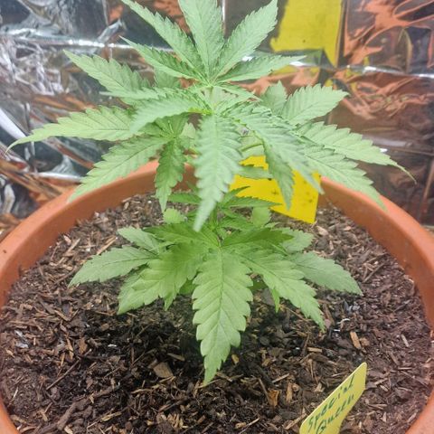 Special Queen #1 growlog timeline photo