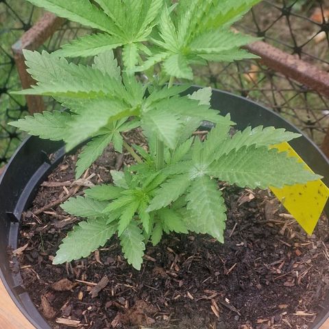 White Widow growlog timeline photo