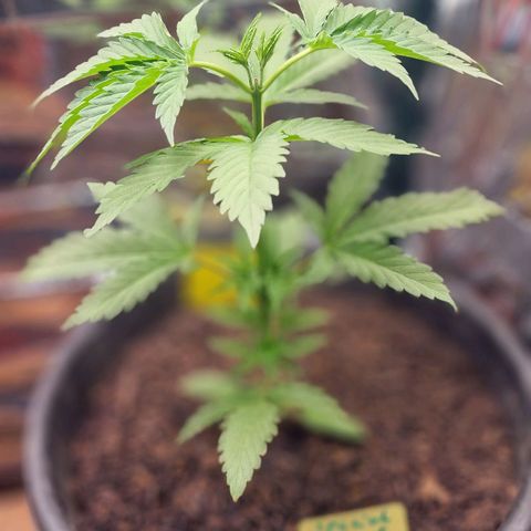 Special Kush #1 growlog timeline photo