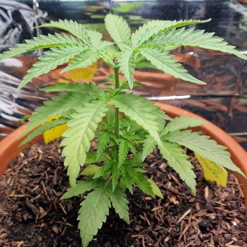 Special Queen #1 growlog timeline photo