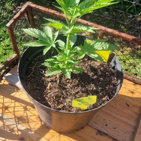 White Widow growlog timeline photo