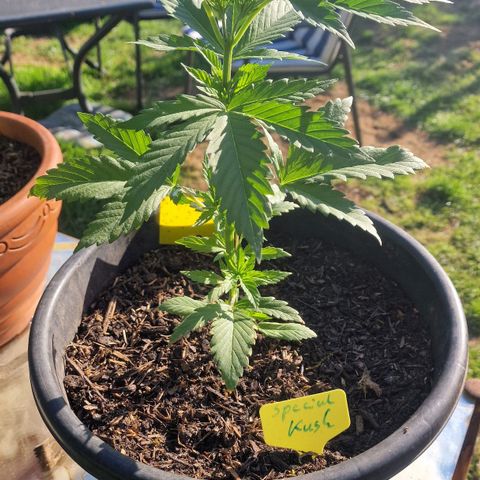 Special Kush #1 growlog timeline photo