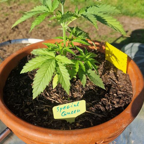 Special Queen #1 growlog timeline photo