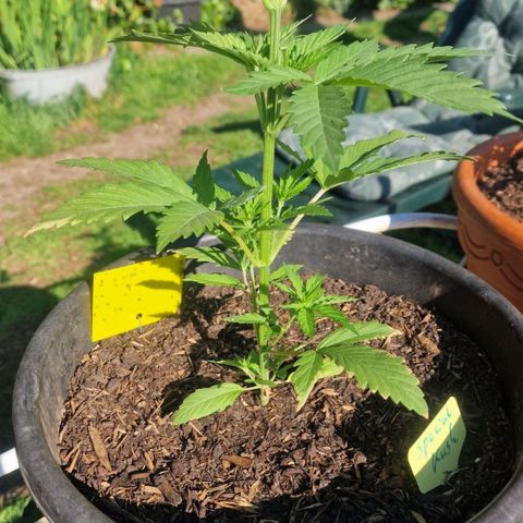 Special Kush #1 growlog timeline photo