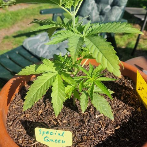 Special Queen #1 growlog timeline photo
