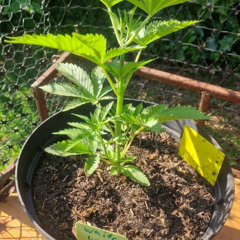 White Widow growlog timeline photo