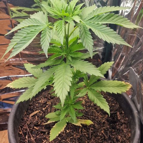 Special Kush #1 growlog timeline photo