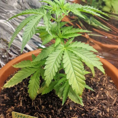 Special Queen #1 growlog timeline photo