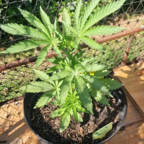 White Widow growlog timeline photo