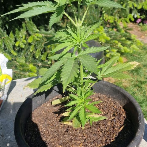 Special Kush #1 growlog timeline photo