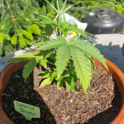 Special Queen #1 growlog timeline photo