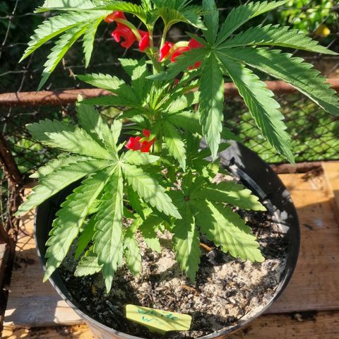 White Widow growlog timeline photo