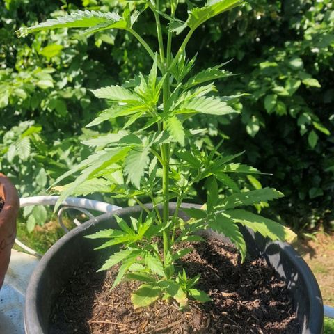 Special Kush #1 growlog timeline photo