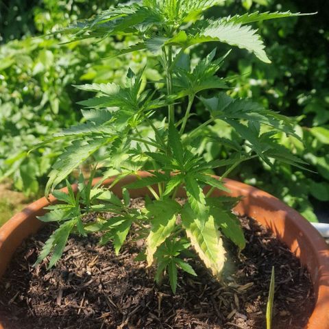 Special Queen #1 growlog timeline photo
