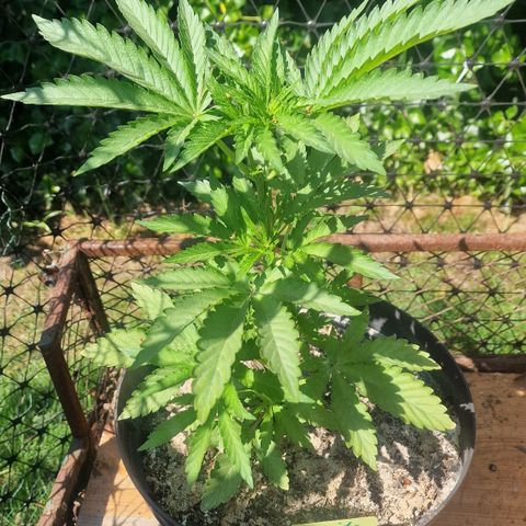 White Widow growlog timeline photo