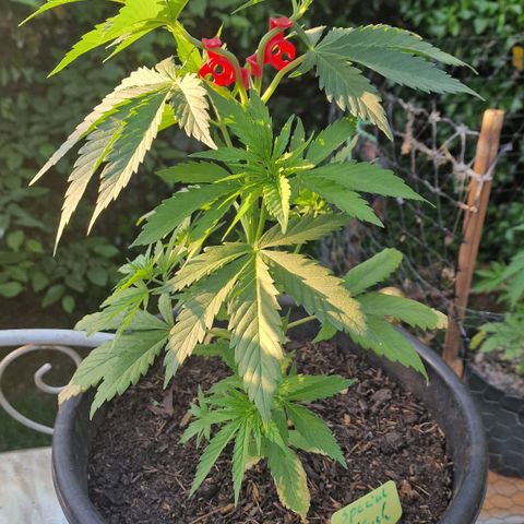 Special Kush #1 growlog timeline photo