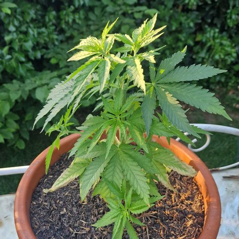 Special Queen #1 growlog timeline photo