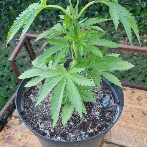 White Widow growlog timeline photo