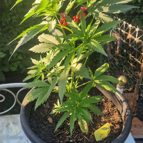 Special Kush #1 growlog timeline photo
