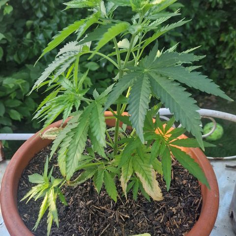 Special Queen #1 growlog timeline photo