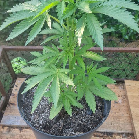 White Widow growlog timeline photo