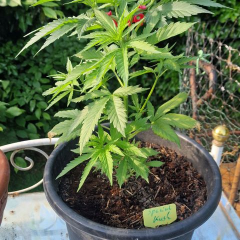Special Kush #1 growlog timeline photo