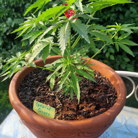 Special Queen #1 growlog timeline photo