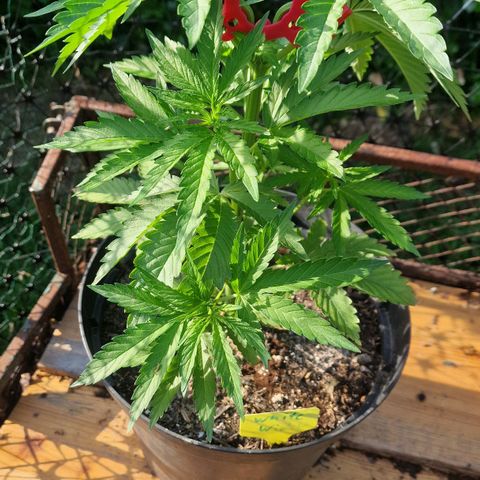 White Widow growlog timeline photo