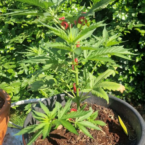 Special Kush #1 growlog timeline photo
