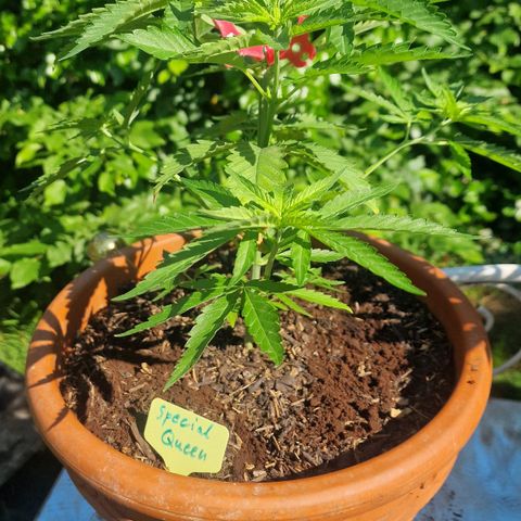 Special Queen #1 growlog timeline photo