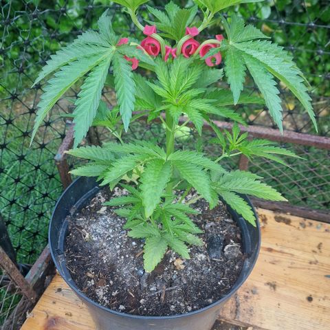 White Widow growlog timeline photo