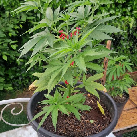 Special Kush #1 growlog timeline photo