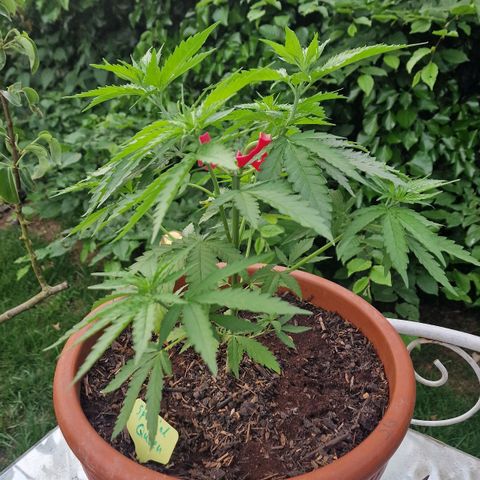 Special Queen #1 growlog timeline photo
