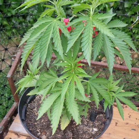 White Widow growlog timeline photo