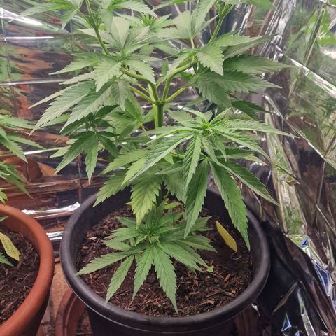 Special Kush #1 growlog timeline photo