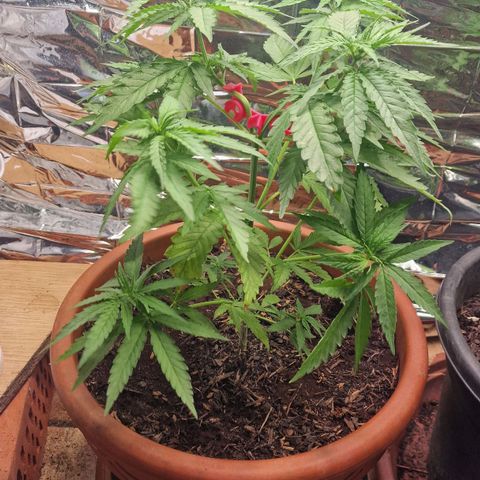 Special Queen #1 growlog timeline photo