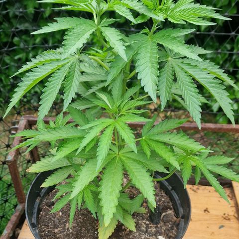 White Widow growlog timeline photo