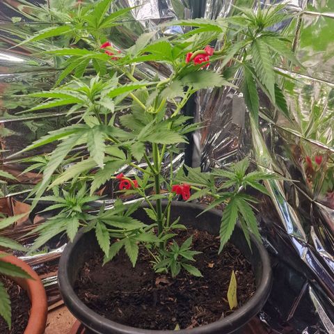 Special Kush #1 growlog timeline photo