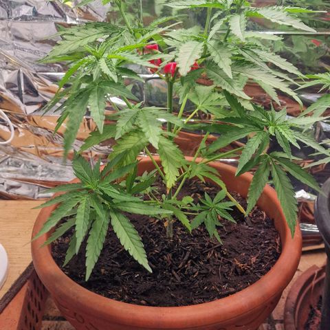 Special Queen #1 growlog timeline photo