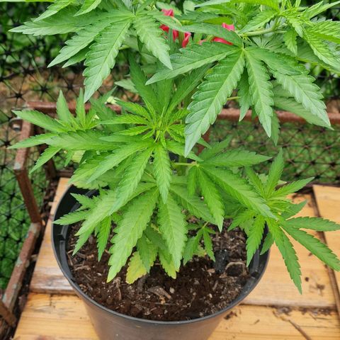 White Widow growlog timeline photo
