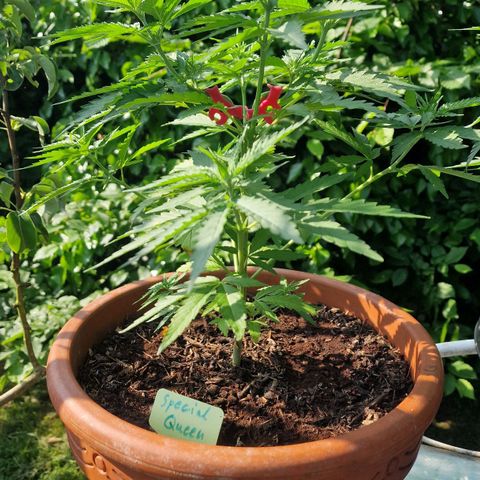 Special Queen #1 growlog timeline photo
