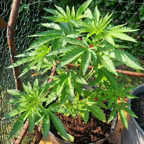White Widow growlog timeline photo
