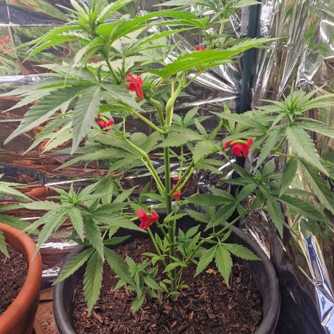 Special Kush #1 growlog timeline photo