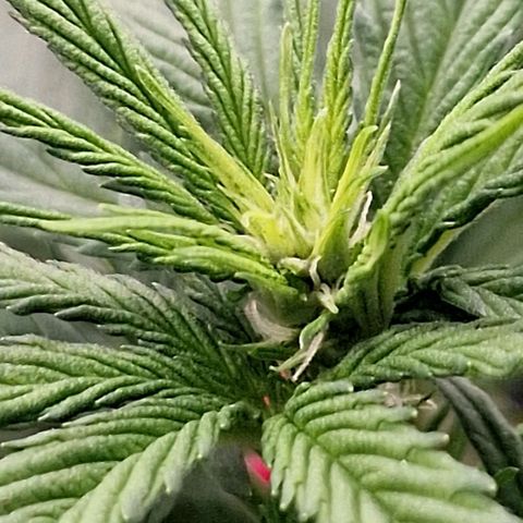 Special Kush #1 growlog timeline photo