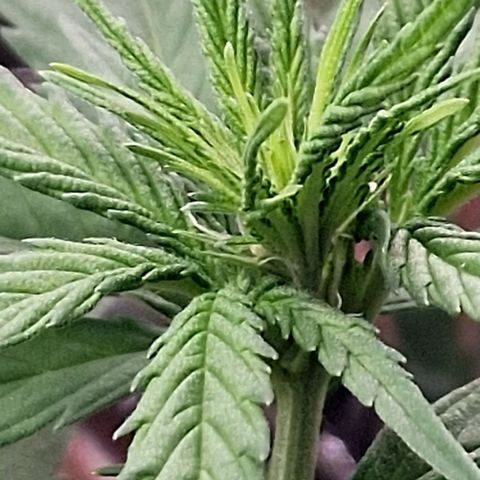 Special Kush #1 growlog timeline photo