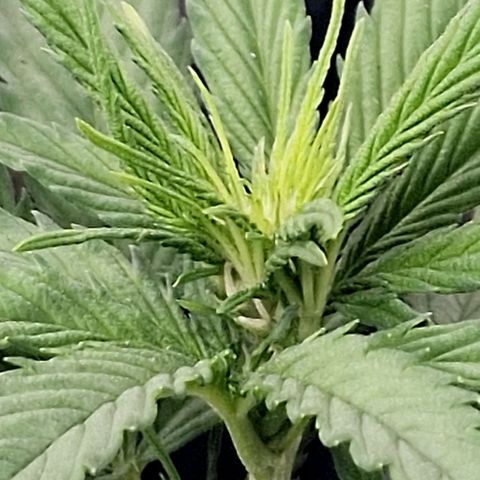 Special Kush #1 growlog timeline photo