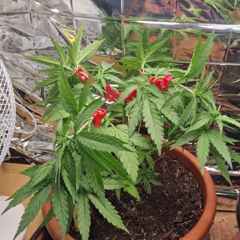 Special Queen #1 growlog timeline photo